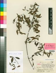 Image result for Secamone dewevrei