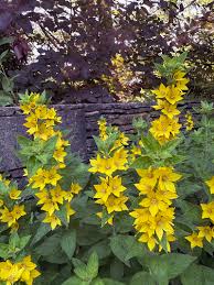 Image result for Lysimachia