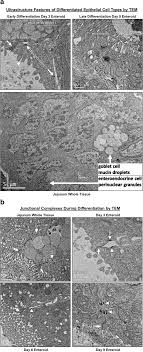 Maybe you would like to learn more about one of these? Derivation Of Adult Canine Intestinal Organoids For Translational Research In Gastroenterology Bmc Biology Full Text