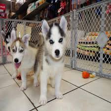 We would like to show you a description here but the site won't allow us. Free Chihuahua Puppies Near Me Cheap Online
