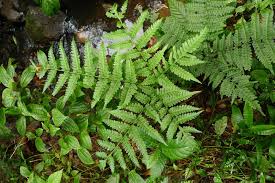 Image result for Pteris tripartita