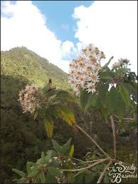 Image result for Vernonia sengana