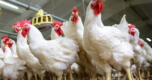 Funny chicken farm name ideas. What Lives Inside The Chicken Gut The Poultry Site
