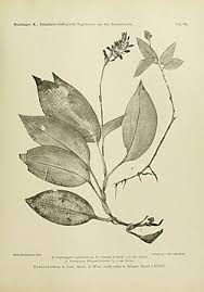 Image result for Platylepis glandulosa