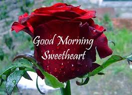 15 Beautiful Good Morning Love Images With Flowers Morning Sweetheart Good Morning For Her Good Morning Picture