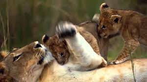 Felinos De Africa Trailer Espanol Latino Hd Youtube