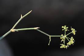 Image result for Deverra burchellii