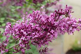 Top reasons to grow bloomerang dark purple lilac they are lovely, healthy plants, but without the blooms they are just another big green bush in a bed i designed for them to provide a beautiful fragrant backdrop. Syringa Bloomerang Dark Purple Reblooming Lilac