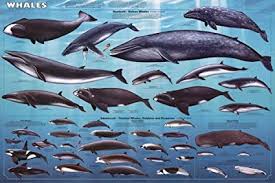 laminated whales educational chart mammals ocean classroom print poster 24x36