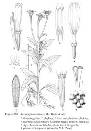 Image result for Anisopappus chinensis