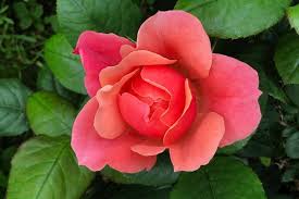 Polareis (polar ice) $ 16.95. How To Plant Roses Diy True Value Projects True Value