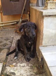Zarife Labrador Bu Guzel Kiz 4 Aylik Sutten Kesildi Ve Omurluk Yuvasini Ariyor Cok Utangac Ve Sevgi Dolu Olan Bu Guzel Kucuk Guzel Kucuk Kizlar Guzel Kizlar