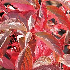 Image result for Sericorema sericea