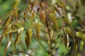 Image result for Astropanax goetzenii