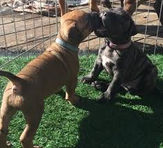 Black Boerboel Puppies For Sale In Durban Litter Of 2 Bullmastiff Puppies For Sale In Concord Ca Adn 22304 On Puppyfinder Com Gender Female Puppies For Sale Bull Mastiff Bullmastiff Puppies For Sale