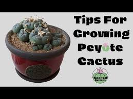 In The Only State Where Selling Peyote Is Legal, The Cactus Is Threatened  And Still Controversial | Kut Radio, Austin'S Npr Station