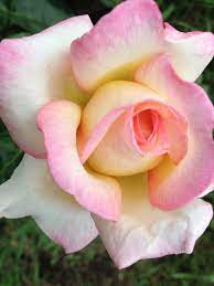 Peace Rose Beautiful Roses Beautiful Flowers Beautiful Flowers Garden