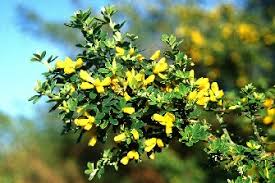 Image result for Genista