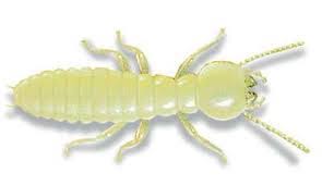 At bug evictors we specialize in jacksonville bed bug pest control services. Termite Control Termite Treatment New Bern North Carolina 28560