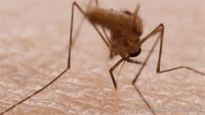 In general, mosquitoes that bite humans prefer to fly at heights of less than 25 ft. Watch Mosquitoes Use 6 Needles To Suck Your Blood Shots Health News Npr