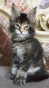 Available Female F 25 Bluemistwild B Best Lola Mainelynx Leandro 01 05 18 Hcm N N Katzen