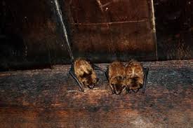 There are 371 suppliers who sells 24 hour pest control on alibaba.com, mainly located in asia. Animal Control Wildlife Removal St Louis Mo By 24 7 Animal Pest Control