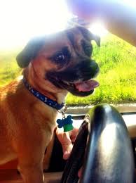 Doggy Office Llc Doggy Brookfield Photo