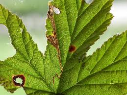 Image result for Stigmella ulmariae