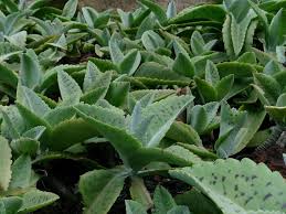 Pin On Kalanchoe