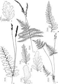 Image result for Anemiaceae