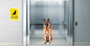Sono sanzionabili, però, le condotte che provocano il deterioramento, la distruzione, o che deturpano o imbrattano cose mobili o immobili altrui ( art. Cani In Condominio Che Regole Seguire Ecco Le Leggi