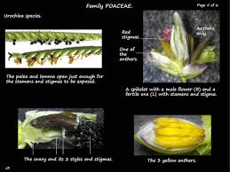 Image result for Moorochloa eruciformis