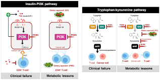 Many studies show the benefits of ketogenic diet in obese and diabetic patients. Cancers Free Full Text Tumor Cell Intrinsic Immunometabolism And Precision Nutrition In Cancer Immunotherapy Html