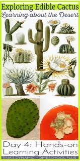 Exploring Edible Cactus Day 4 Hands On Learning The Desert Cactus Deserts Hands On Learning