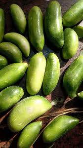 Image result for Coccinia subglabra