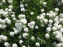 Visualizza altre idee su fiori primaverili, fiori, composizioni floreali. Iberis O Iberide Fiori Bianchi In Marzo Passione In Verde