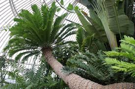 Image result for Encephalartos umbeluziensis