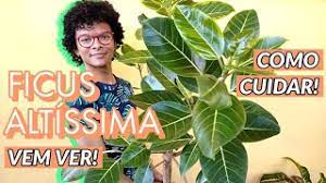 Ficus Altissima Variegata Apresentacao E Como Eu Cuido Youtube