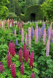 Lupin Garden At Chatsworth Lupines Garden Garden Pictures Beautiful Flowers