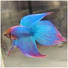 Published by happybettas on november 21, 2018. Mermaid Colors Blue Purple Male Live Betta Fish Ebay Betta Fish Live Aquarium Fish Betta