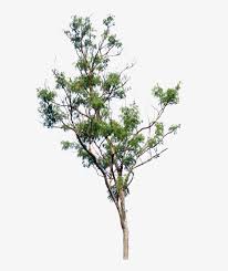 4,000+ vectors, stock photos & psd files. Little Tree Png Blur Tree Png Transparent Png 680x1024 Free Download On Nicepng