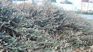 Image result for Eriosema parviflorum