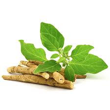 Ashwagandha Benefits & Uses - Withania Somnifera Medicinal Uses