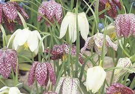 The english cut flower garden will be in glorious bloom and there should be a beautiful abundance of annual phlox, sweet peas, roses, larkspur, delphinium, garden pinks, early hydrangea, scabious, snapdragons, nigella, lavatera, godetia, lavender, perennials like campanula, astrantia, mint, trailing vines, clematis, jasmine, white cobea. Top 10 Spring Flowering Bulbs Thompson Morgan