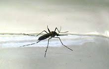 Maybe you would like to learn more about one of these? Ross River Virus Wikipedia