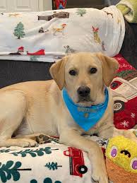 Tag your best friend! 🐿🌟👍 #ALVINNN #alvin #simon #theodore  #alvinandthechipmunks #chipmunks