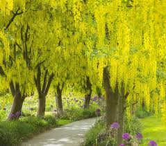 Affordable and search from millions of royalty free images, photos and vectors. 30 Types Of Yellow Flowers A To Z Photos And Info Yellow Flowers Weeping Willow Weeping Willow Tree
