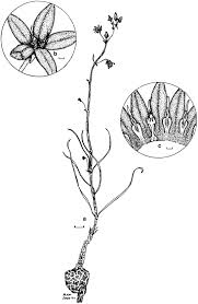 Image result for Raphionacme monteiroae