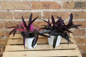 Image result for Tradescantia pallida