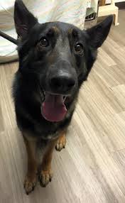 German Shepherd Black And Brown Puppy Ann Brownell Photos Of Lost Found Paws Of The U P Purebred German Shepherd Animals Belgian Malinois
